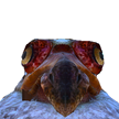 Eklahona